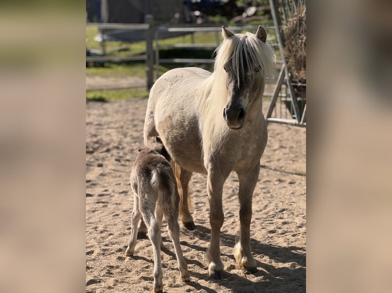 Shetland Ponys Hengst  105 cm Tigerschecke in Groß Molzahn