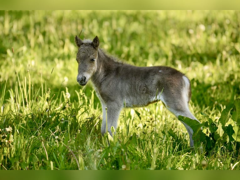 Shetland Ponys Hengst  105 cm Tigerschecke in Groß Molzahn