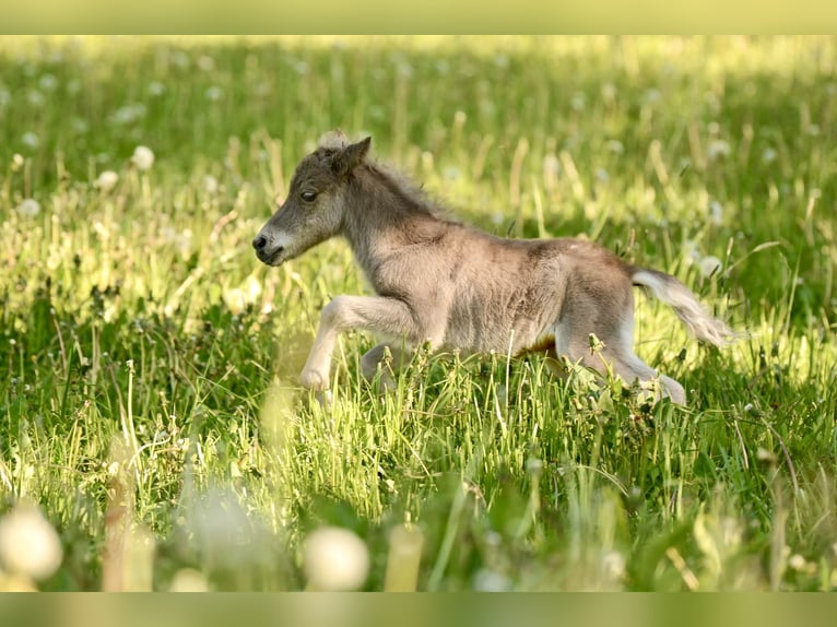 Shetland Ponys Hengst  105 cm Tigerschecke in Groß Molzahn