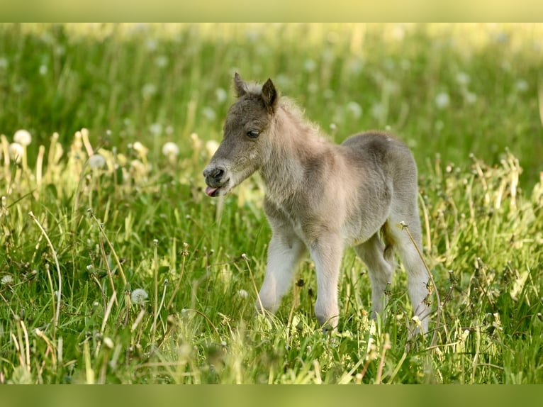 Shetland Ponys Hengst  105 cm Tigerschecke in Groß Molzahn