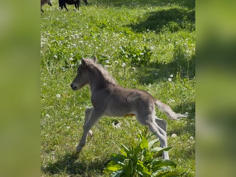 Shetland Ponys Hengst  105 cm Tigerschecke in Groß Molzahn
