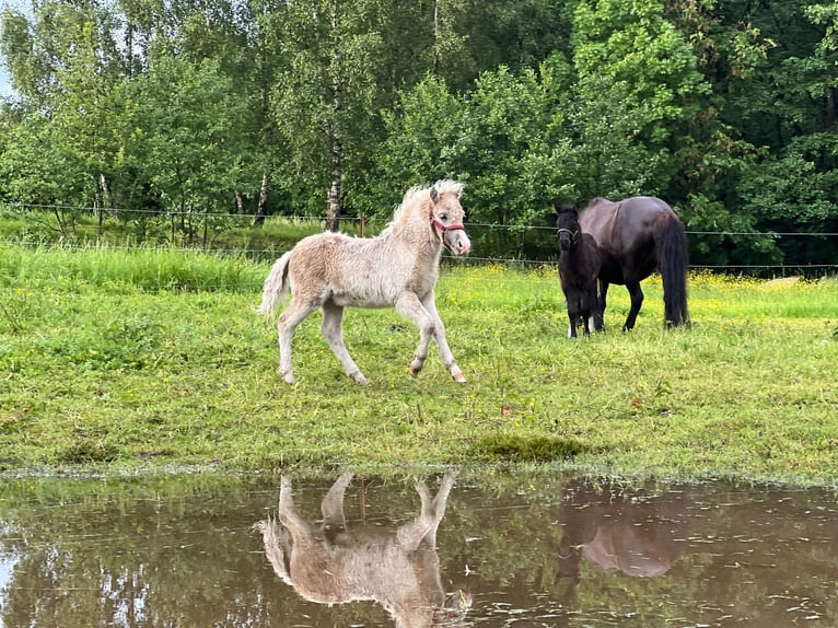 Shetland Ponys Hengst Fohlen (04/2026) 105 cm Tobiano-alle-Farben in Grimmen