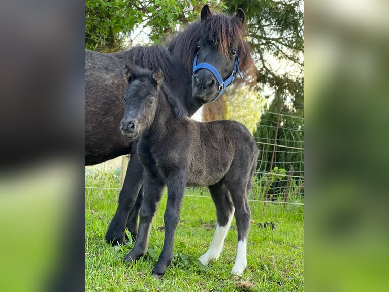 Shetland Ponys Hengst Fohlen (05/2026) 105 cm Tobiano-alle-Farben in Grimmen