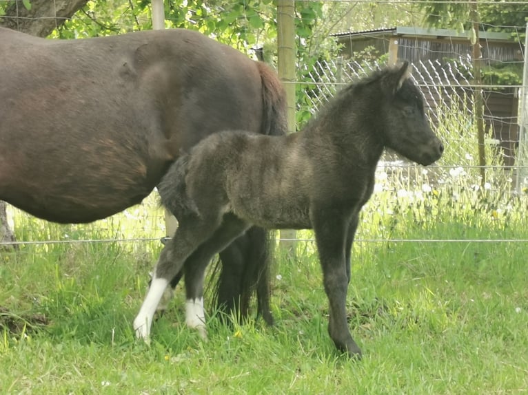 Shetland Ponys Hengst Fohlen (05/2026) 105 cm Tobiano-alle-Farben in Grimmen