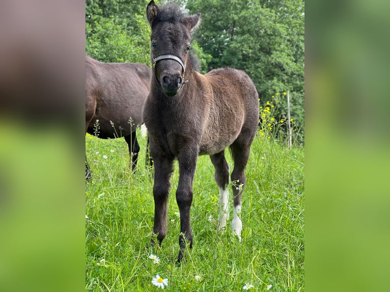 Shetland Ponys Hengst Fohlen (05/2026) 105 cm Tobiano-alle-Farben in Grimmen