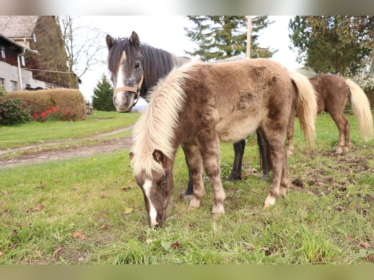 Shetland Ponys Mix Hengst Fohlen (05/2025) 110 cm in Bad Schandau