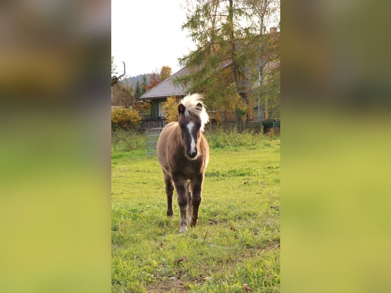 Shetland Ponys Mix Hengst Fohlen (05/2025) 110 cm in Bad Schandau