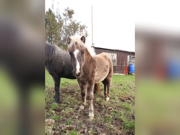 Shetland Ponys Mix Hengst Fohlen (05/2025) 110 cm in Bad Schandau