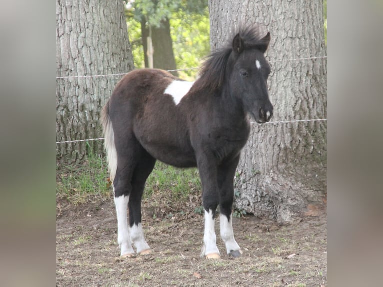 Shetland Ponys Mix Hengst Fohlen (05/2026) 120 cm Schecke in Winterswijk Kotten