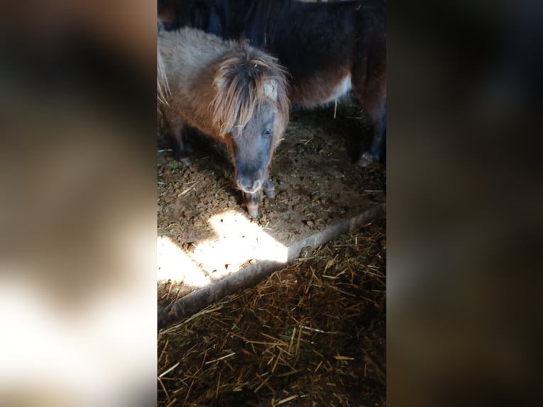 Shetland Ponys Hengst Fohlen (01/2025) 75 cm in Obertilliach