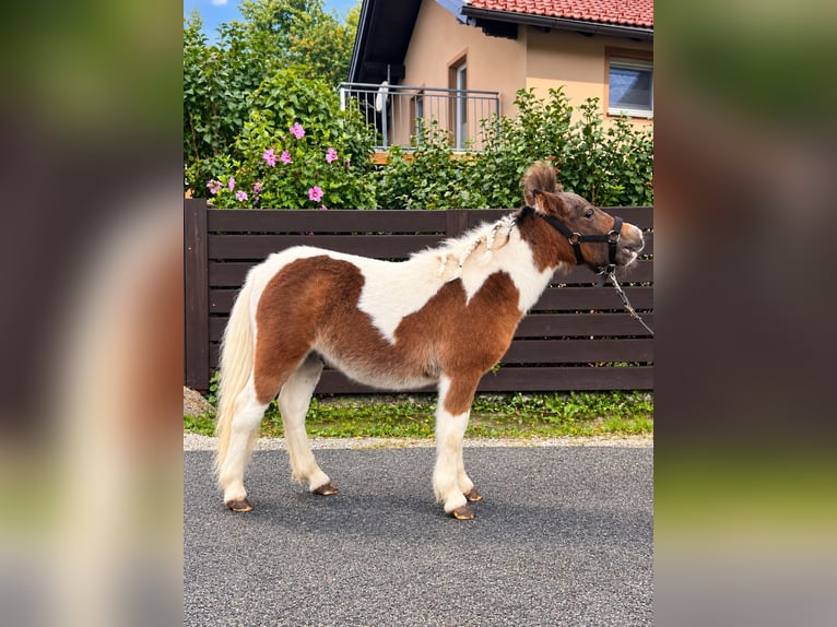 Shetland Ponys Hengst Fohlen (02/2026) 75 cm Schecke in Helpfau