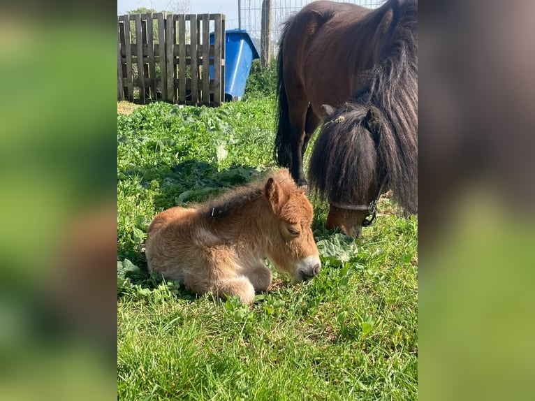 Shetland Ponys Hengst Fohlen (04/2026) 82 cm Roan-Bay in Klein Ammensleben