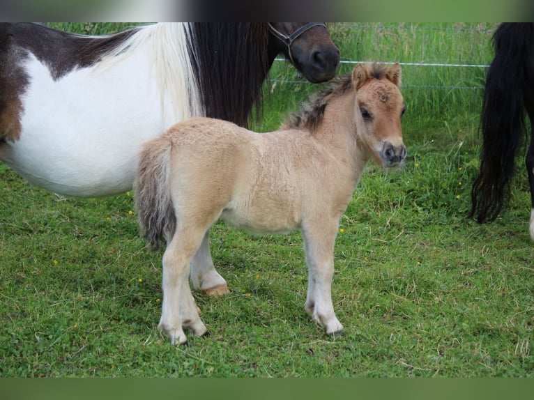 Shetland Ponys Hengst Fohlen (05/2026) 83 cm Falbe in Ens