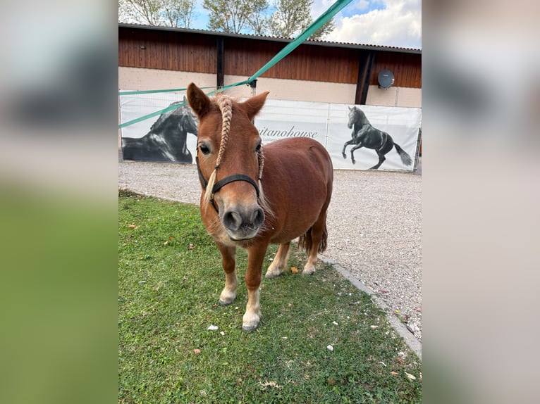 Shetland Ponys Hengst Fohlen (04/2026) 90 cm Fuchs in Freinsheim