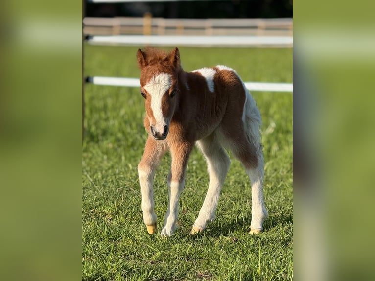 Shetland Ponys Hengst Fohlen (05/2026) 90 cm Schecke in Borgentreich