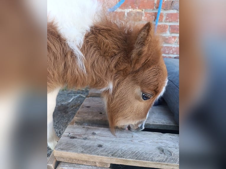 Shetland Ponys Hengst  92 cm Tobiano-alle-Farben in Revigny-sur-Ornain