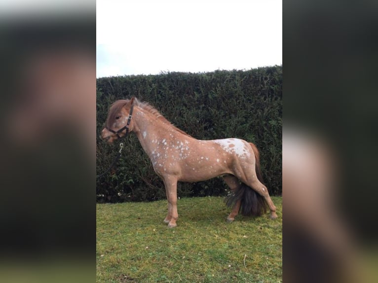 Shetland Ponys Hengst  92 cm Tobiano-alle-Farben in Revigny-sur-Ornain