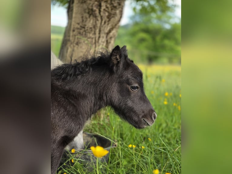 Shetland Ponys Hengst  95 cm Rappschimmel in VILLY EN AUXOIS