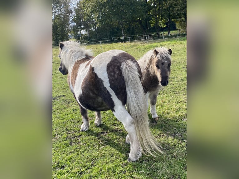 Shetland Ponys Hengst Fohlen (06/2024) 95 cm Schecke in Varel