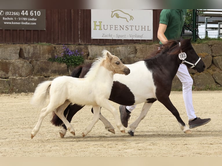Shetland Ponys Hengst Fohlen (05/2025) 95 cm Schecke in M&#xFC;lheim-K&#xE4;rlich