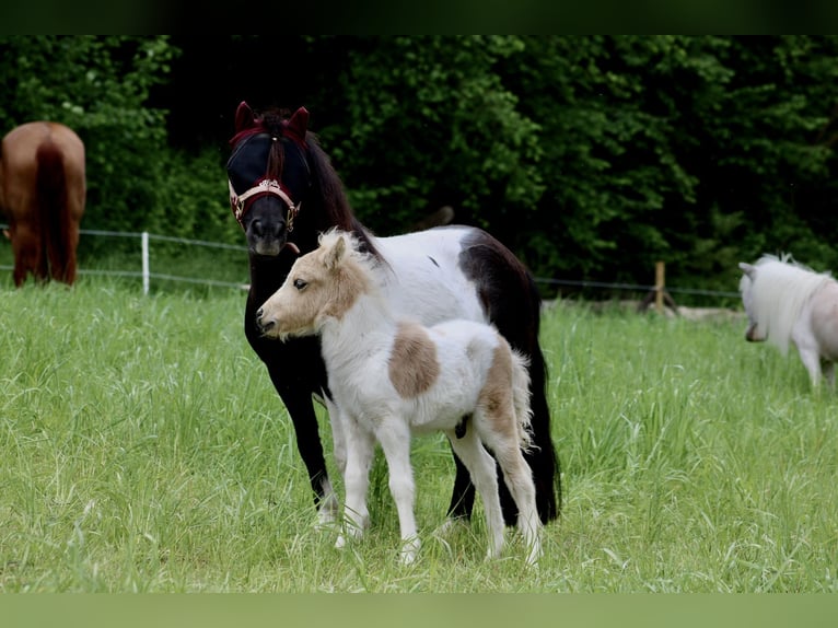 Shetland Ponys Hengst Fohlen (05/2025) 95 cm Schecke in M&#xFC;lheim-K&#xE4;rlich