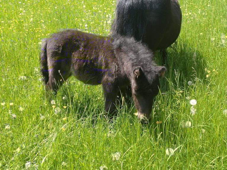 Shetland Ponys Hengst Fohlen (04/2025) 99 cm Rappe in Rutesheim