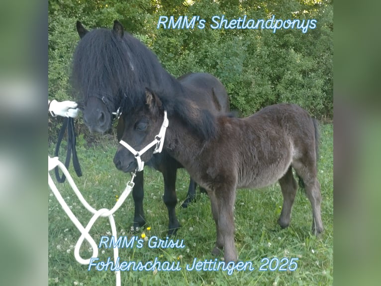 Shetland Ponys Hengst Fohlen (04/2025) 99 cm Rappe in Rutesheim