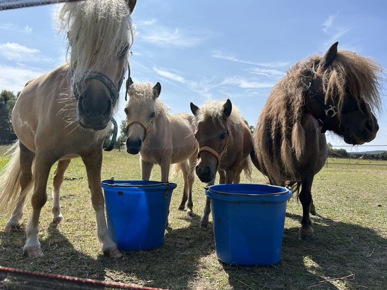 Shetland Ponys Hengst  in Friedberg