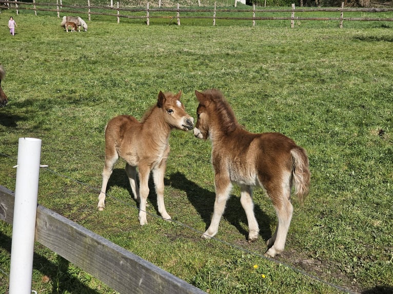 Shetland Ponys Hengst Fohlen (04/2025) Fuchs in Bergen (Dumme) Bergen