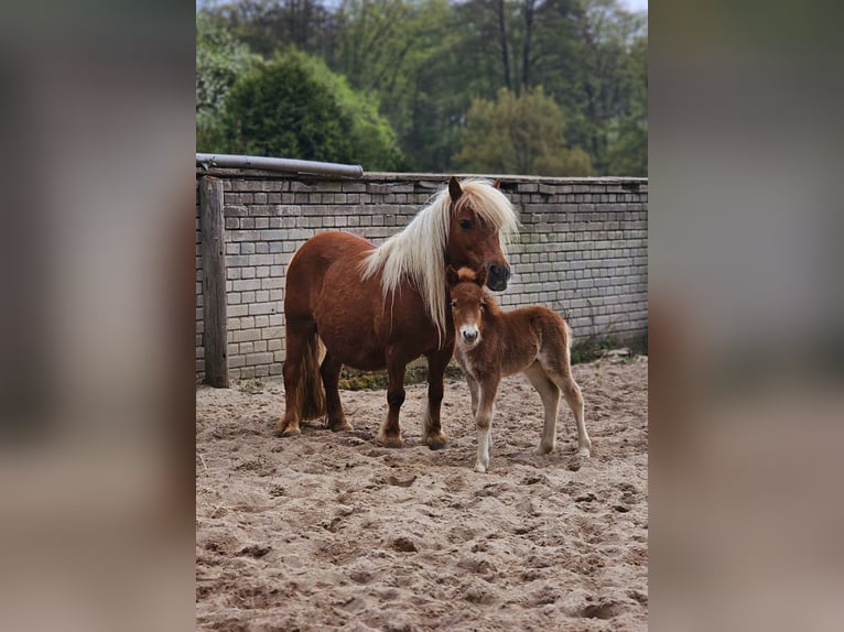 Shetland Ponys Hengst Fohlen (04/2025) Fuchs in Bergen (Dumme) Bergen