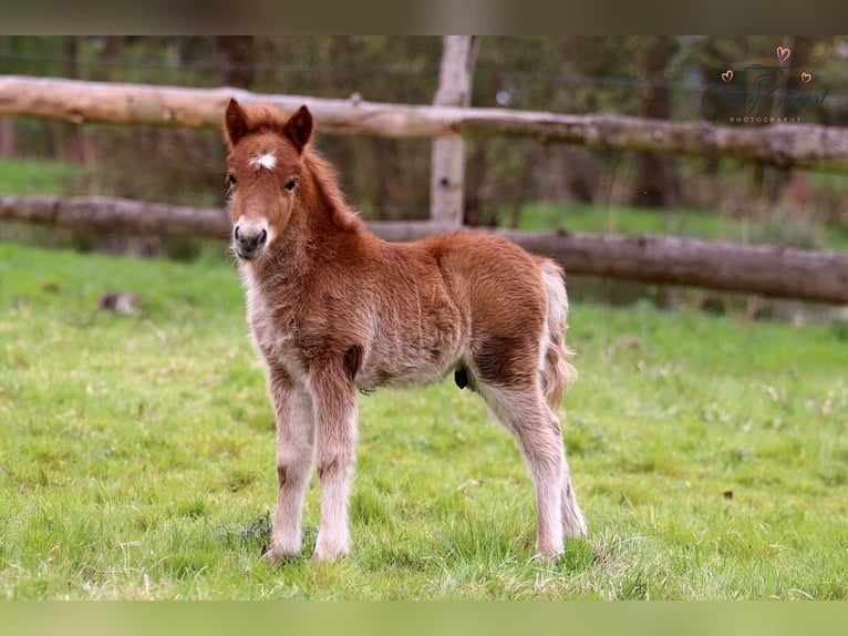 Shetland Ponys Hengst Fohlen (04/2025) Fuchs in Bergen (Dumme) Bergen