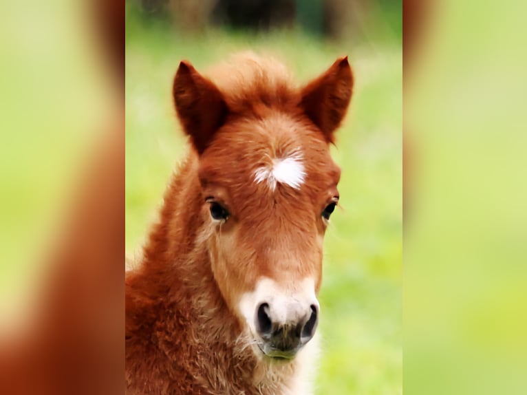 Shetland Ponys Hengst Fohlen (04/2025) Fuchs in Bergen (Dumme) Bergen