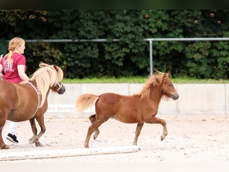 Shetland Ponys Hengst Fohlen (04/2025) Fuchs in Bergen (Dumme) Bergen