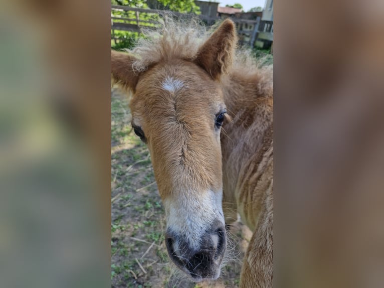 Shetland Ponys Hengst  Fuchs in Freystadt