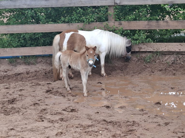 Shetland Ponys Hengst  Fuchs in Freystadt