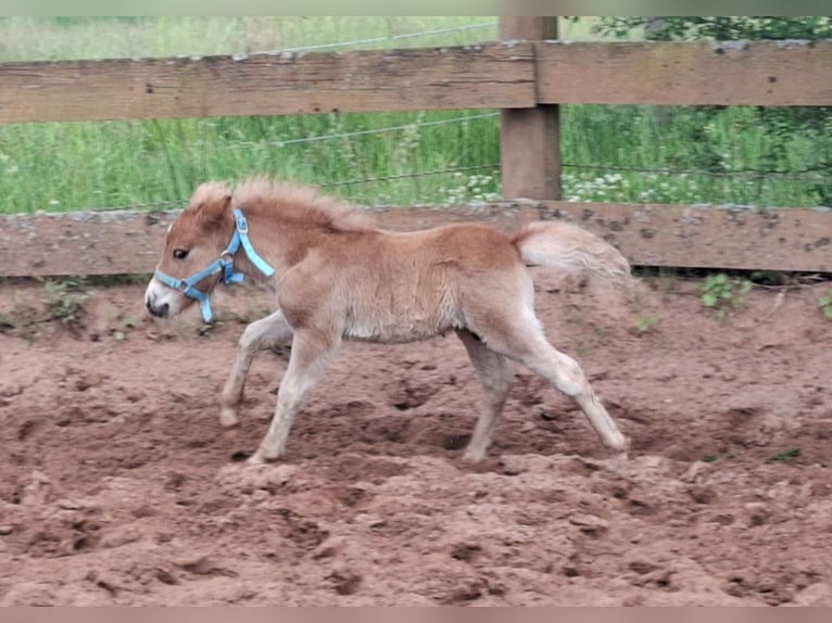 Shetland Ponys Hengst  Fuchs in Freystadt