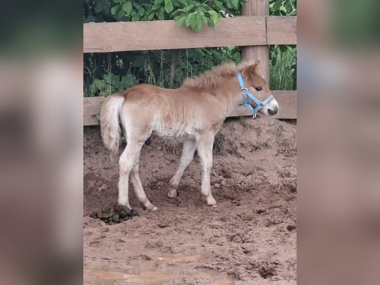 Shetland Ponys Hengst  Fuchs in Freystadt