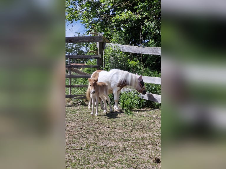 Shetland Ponys Hengst  Fuchs in Freystadt