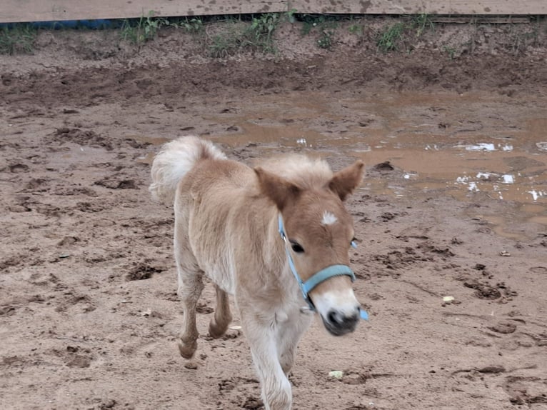 Shetland Ponys Hengst  Fuchs in Freystadt