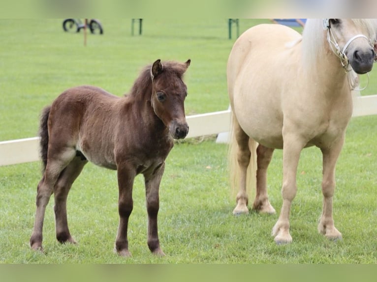 Shetland Ponys Hengst Fohlen (06/2026) Rappe in Groß Wokern