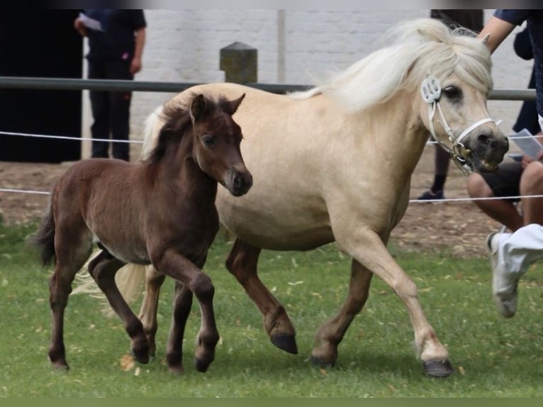 Shetland Ponys Hengst Fohlen (06/2026) Rappe in Groß Wokern