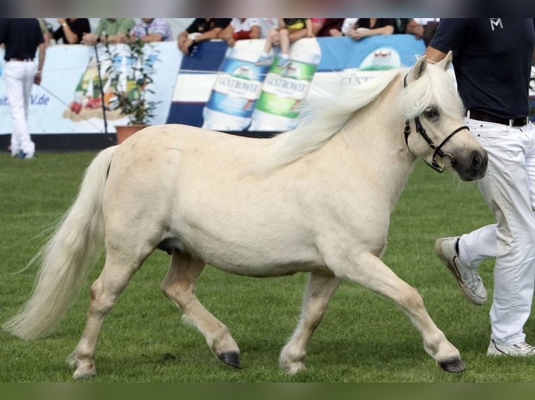 Shetland Ponys Hengst Fohlen (06/2026) Rappe in Groß Wokern