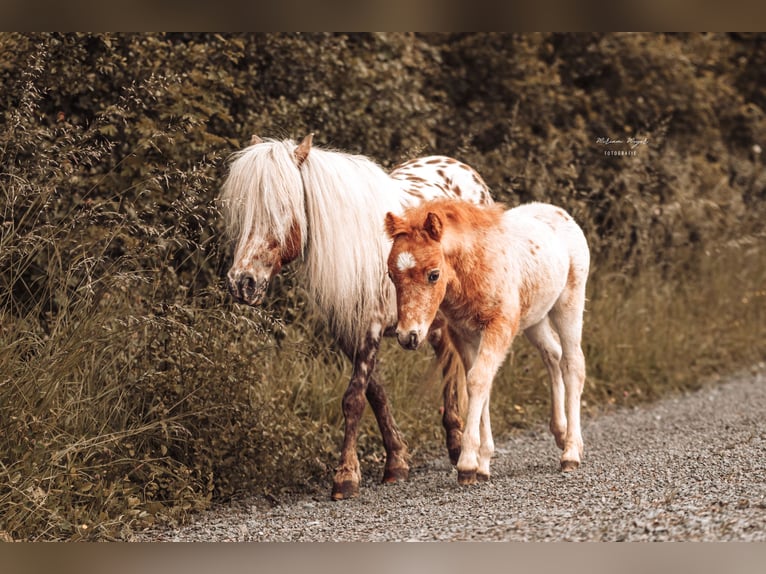 Shetland Ponys Hengst Fohlen (04/2026) Tigerschecke in Creußen