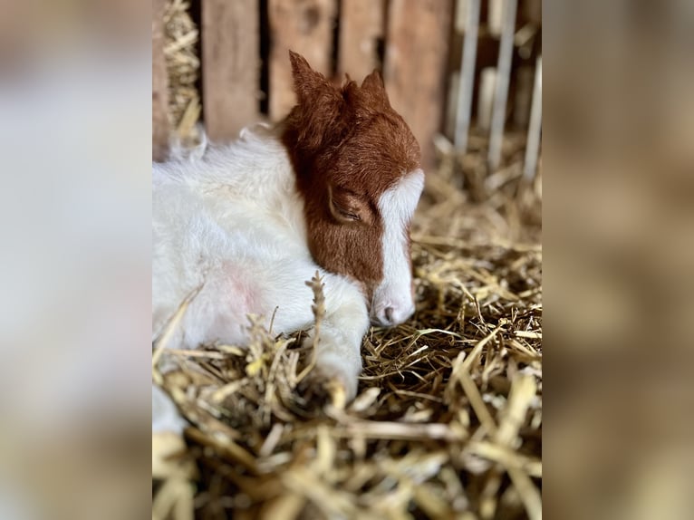 Shetland Ponys Hengst Fohlen (04/2026) Tobiano-alle-Farben in Westoverledingen
