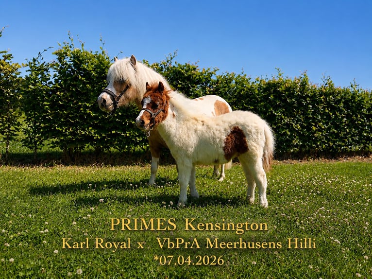 Shetland Ponys Hengst Fohlen (04/2026) Tobiano-alle-Farben in Westoverledingen