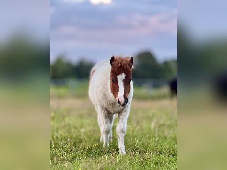 Shetland Ponys Hengst Fohlen (04/2026) Tobiano-alle-Farben in Westoverledingen