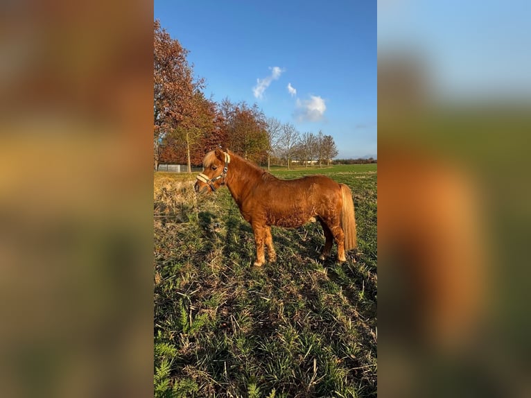 Shetland Ponys Hengst Fuchs in Osterfeld