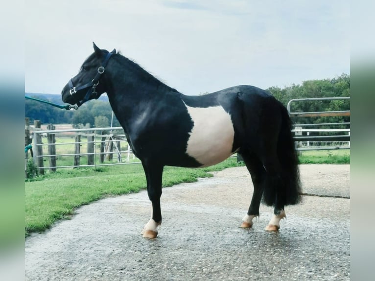 Shetland Ponys Hengst Gevlekt-paard in Billerbeck