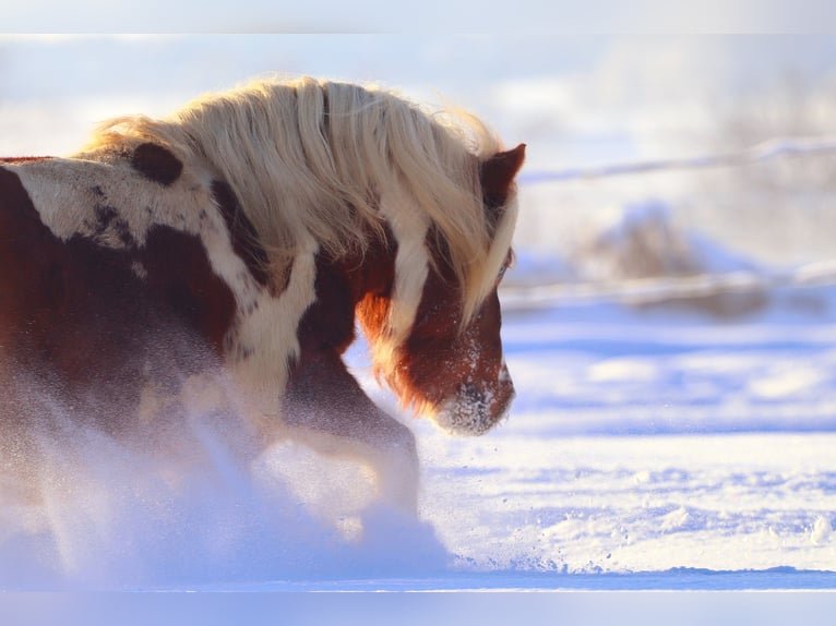 Shetland Ponys Hengst Gevlekt-paard in Rottenburg an der Laaber