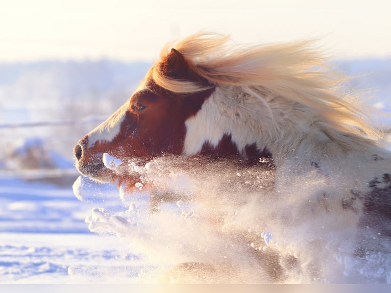 Shetland Ponys Hengst Gevlekt-paard in Rottenburg an der Laaber